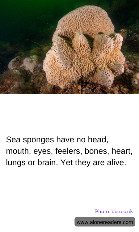 Sea sponges have no head, mouth, eyes, feelers, bones, heart, lungs or brain. Yet they are alive.