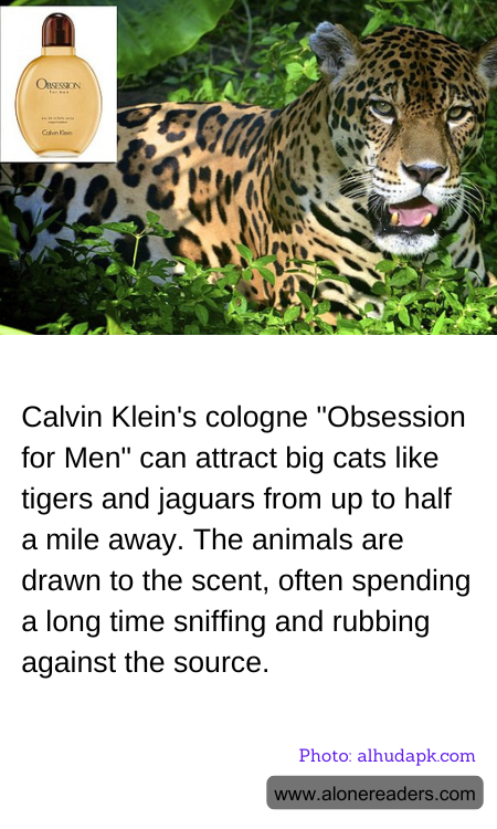 Calvin Klein's cologne "Obsession for Men" can attract big cats like tigers and jaguars from up to half a mile away. The animals are drawn to the scent, often spending a long time sniffing and rubbing against the source.
