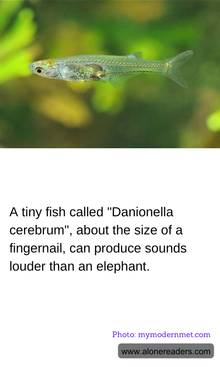 A tiny fish called "Danionella cerebrum", about the size of a fingernail, can produce sounds louder than an elephant.