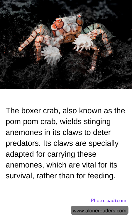The boxer crab, also known as the pom pom crab, wields stinging anemones in its claws to deter predators. Its claws are specially adapted for carrying these anemones, which are vital for its survival, rather than for feeding.