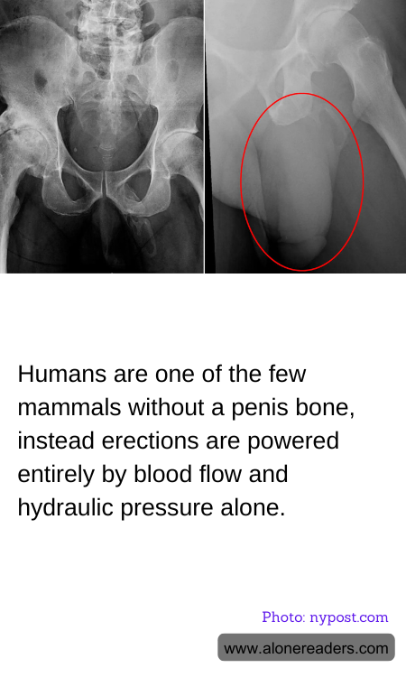 Humans are one of the few mammals without a penis bone, instead erections are powered entirely by blood flow and hydraulic pressure alone.