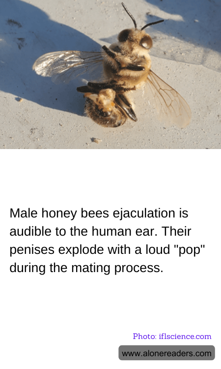 Male honey bees ejaculation is audible to the human ear. Their penises explode with a loud "pop" during the mating process.