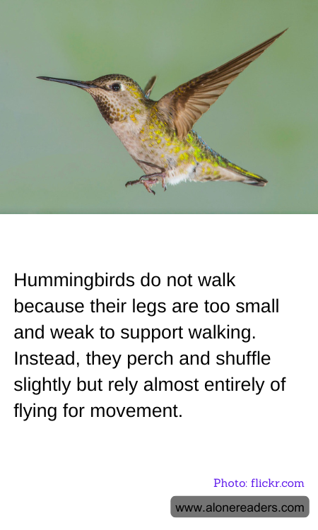 Hummingbirds do not walk because their legs are too small and weak to support walking. Instead, they perch and shuffle slightly but rely almost entirely of flying for movement.
