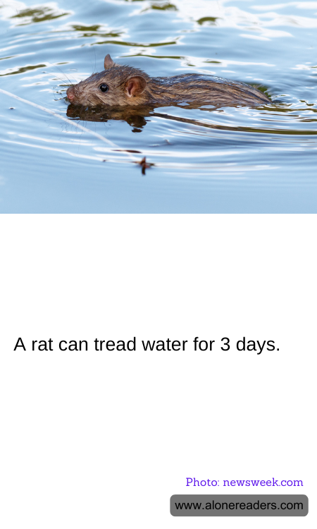 A rat can tread water for 3 days.