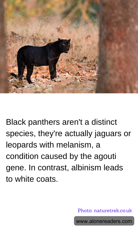 Black panthers aren't a distinct species, they're actually jaguars or leopards with melanism, a condition caused by the agouti gene. In contrast, albinism leads to white coats.