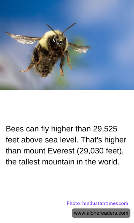 Bees can fly higher than 29,525 feet above sea level. That's higher than mount Everest (29,030 feet), the tallest mountain in the world.