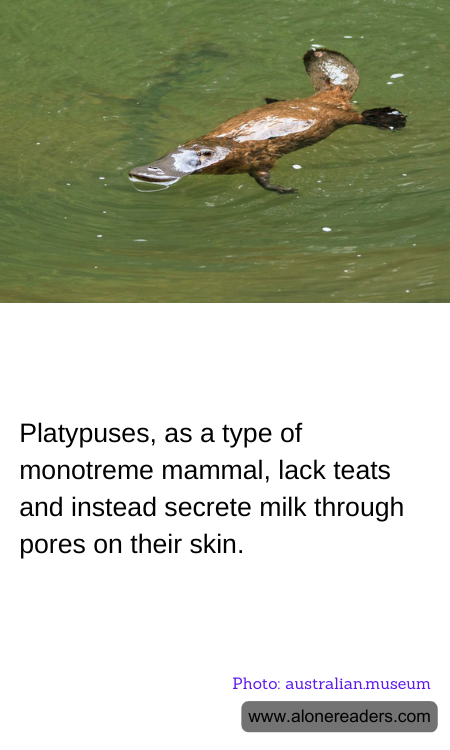 Platypuses, as a type of monotreme mammal, lack teats and instead secrete milk through pores on their skin.