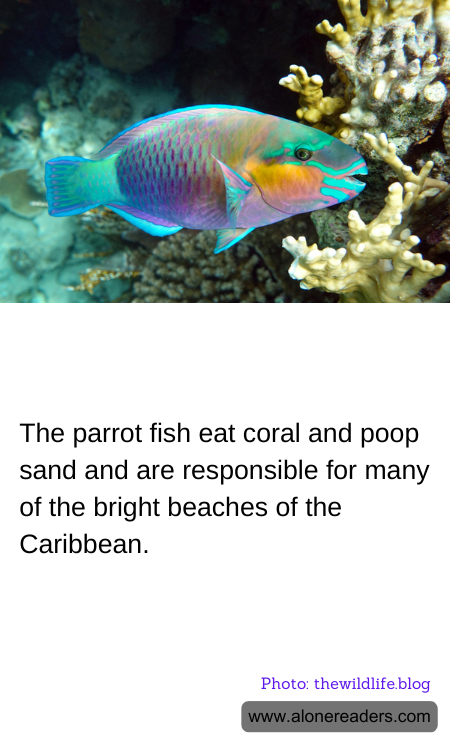 General Knowledge Learning Cards