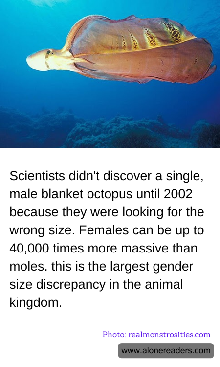 Scientists didn't discover a single, male blanket octopus until 2002 because they were looking for the wrong size. Females can be up to 40,000 times more massive than moles. this is the largest gender size discrepancy in the animal kingdom.