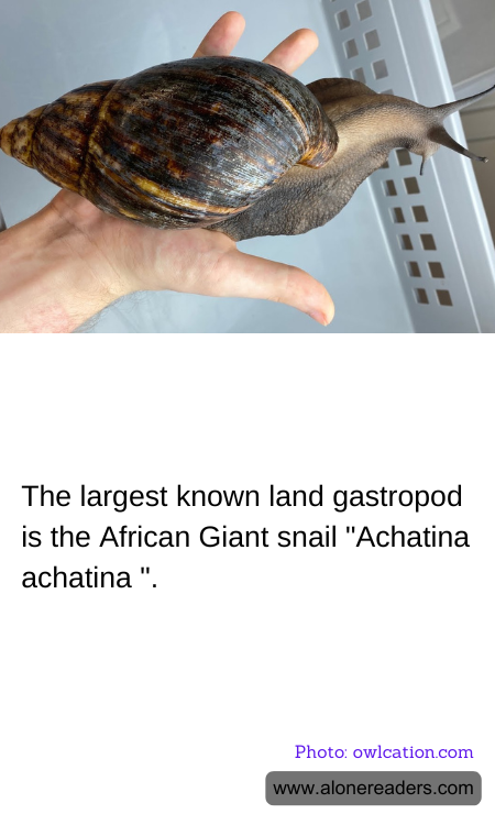 The largest known land gastropod is the African Giant snail "Achatina achatina ".