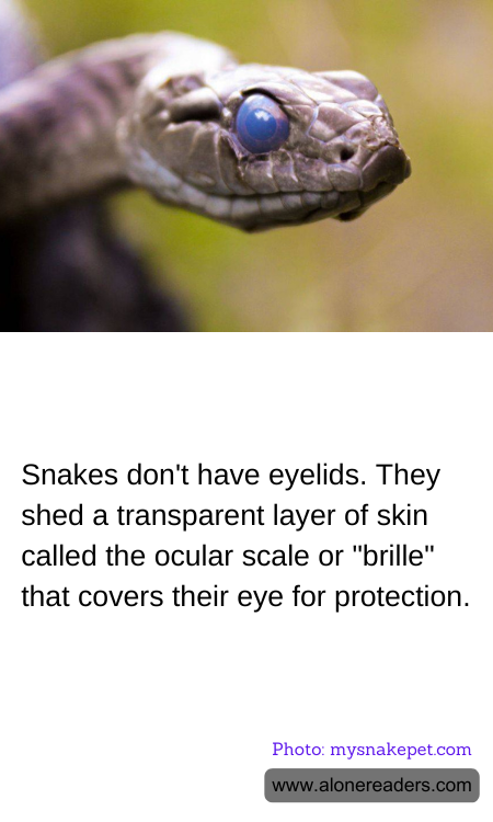 General Knowledge Learning Cards