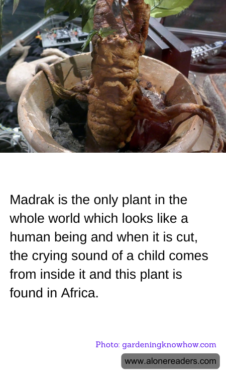 General Knowledge Learning Cards