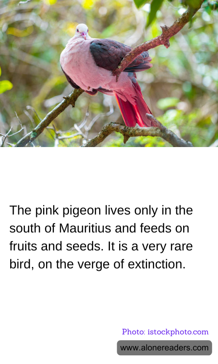 General Knowledge Learning Cards