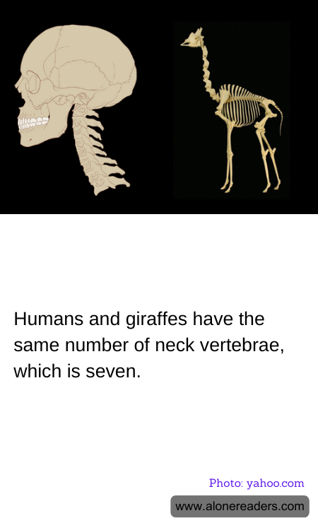 General Knowledge Learning Cards