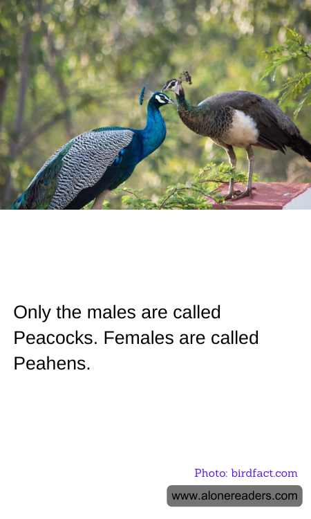 Only the males are called Peacocks. Females are called Peahens.