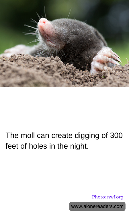 The moll can create digging of 300 feet of holes in the night.