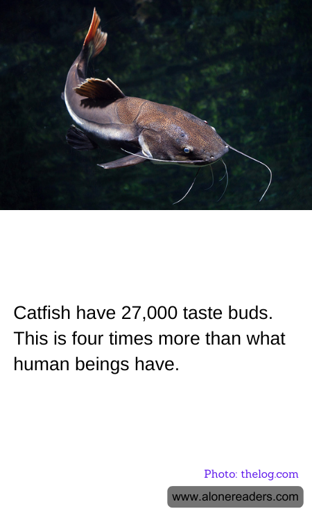 Catfish have 27,000 taste buds. This is four times more than what human beings have.