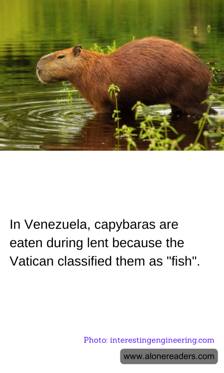 In Venezuela, capybaras are eaten during lent because the Vatican classified them as "fish".