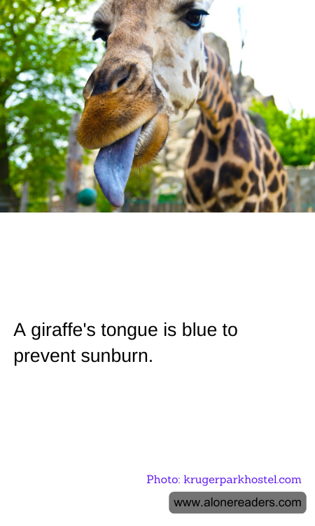 General Knowledge Learning Cards