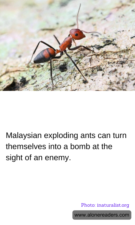 General Knowledge Learning Cards