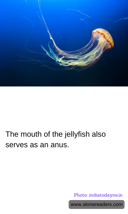 The mouth of the jellyfish also serves as an anus.