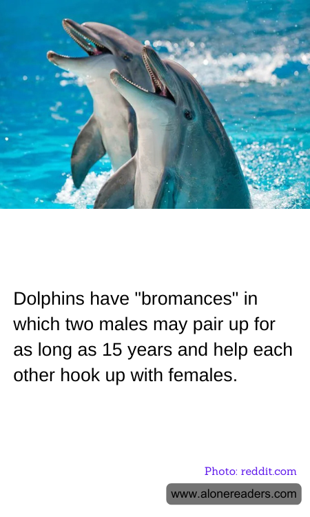 Dolphins have "bromances" in which two males may pair up for as long as 15 years and help each other hook up with females.