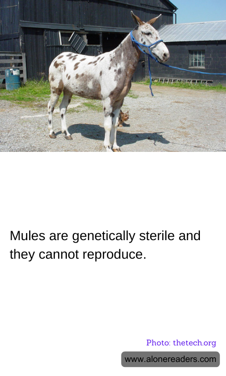 General Knowledge Learning Cards