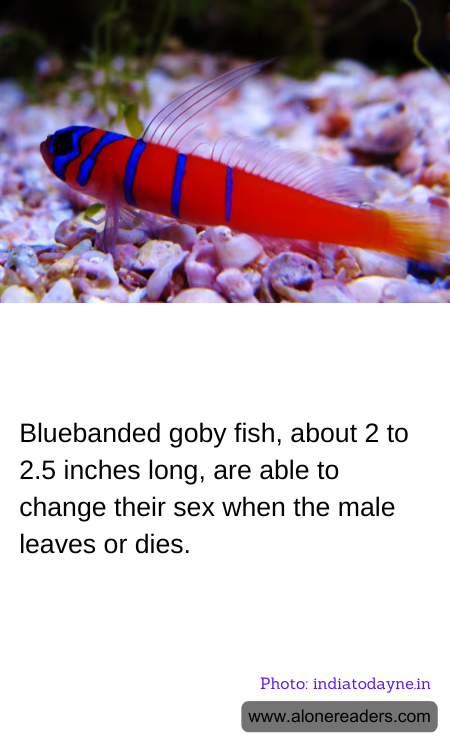Bluebanded goby fish, about 2 to 2.5 inches long, are able to change their sex when the male leaves or dies.