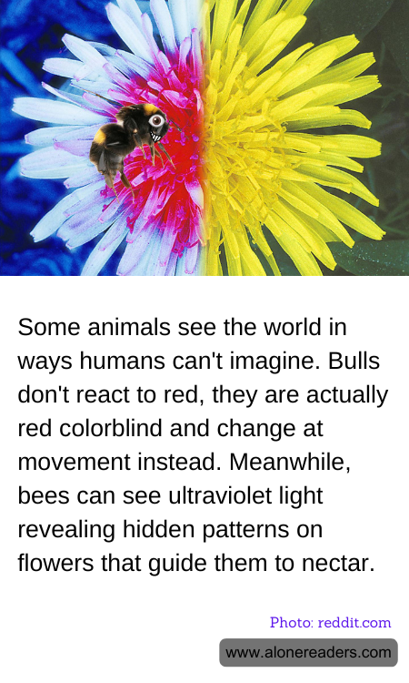 Some animals see the world in ways humans can't imagine. Bulls don't react to red, they are actually red colorblind and change at movement instead. Meanwhile, bees can see ultraviolet light revealing hidden patterns on flowers that guide them to nectar.