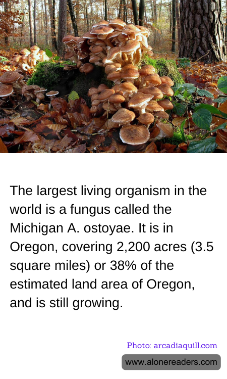 The largest living organism in the world is a fungus called the Michigan A. ostoyae. It is in Oregon, covering 2,200 acres (3.5 square miles) or 38% of the estimated land area of Oregon, and is still growing.