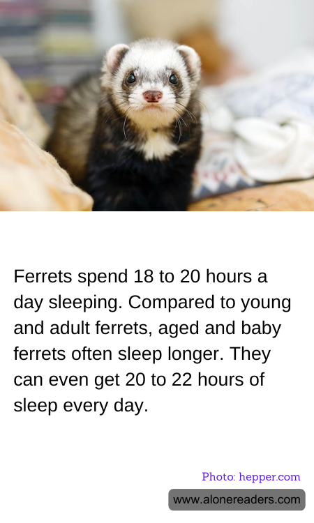 Ferrets spend 18 to 20 hours a day sleeping. Compared to young and adult ferrets, aged and baby ferrets often sleep longer. They can even get 20 to 22 hours of sleep every day.