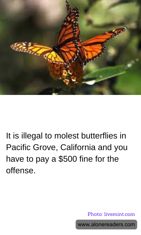 It is illegal to molest butterflies in Pacific Grove, California and you have to pay a $500 fine for the offense.