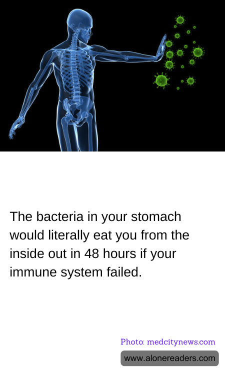 The bacteria in your stomach would literally eat you from the inside out in 48 hours if your immune system failed.