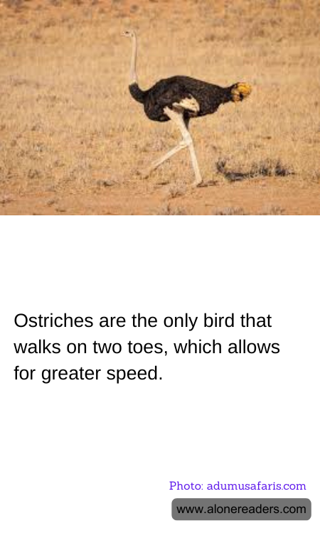 General Knowledge Learning Cards