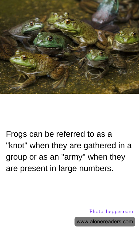 Frogs can be referred to as a "knot" when they are gathered in a group or as an "army" when they are present in large numbers.