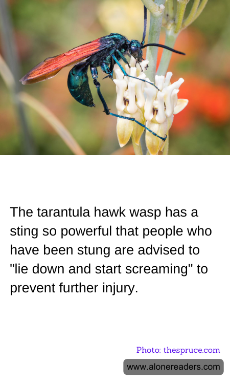 General Knowledge Learning Cards