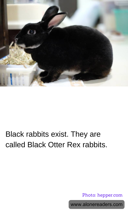 General Knowledge Learning Cards