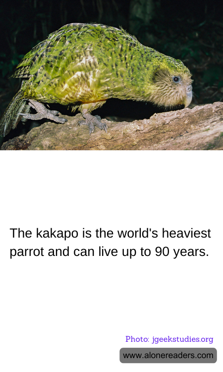 The kakapo is the world's heaviest parrot and can live up to 90 years.