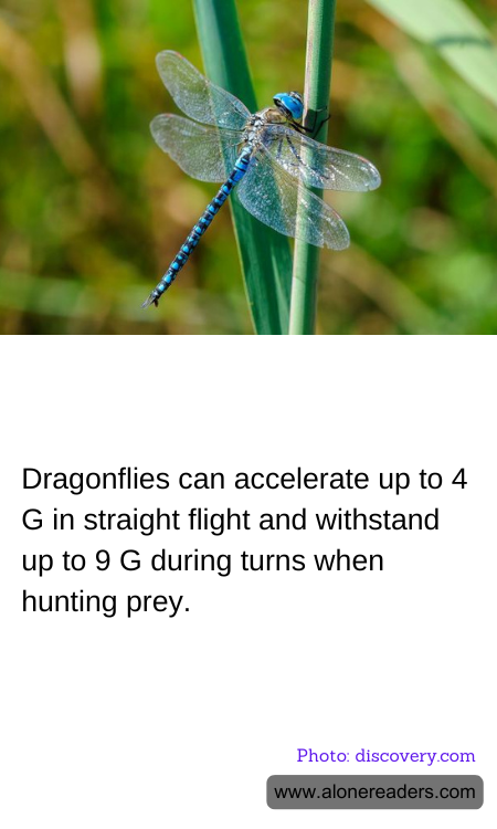 General Knowledge Learning Cards