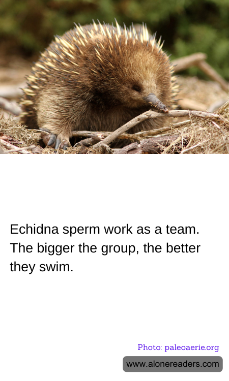 General Knowledge Learning Cards