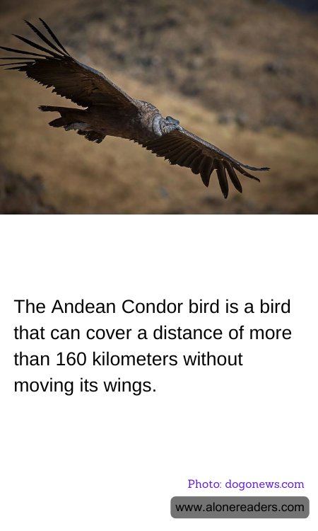 General Knowledge Learning Cards