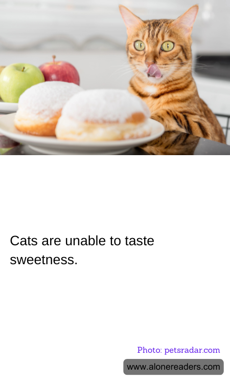 General Knowledge Learning Cards