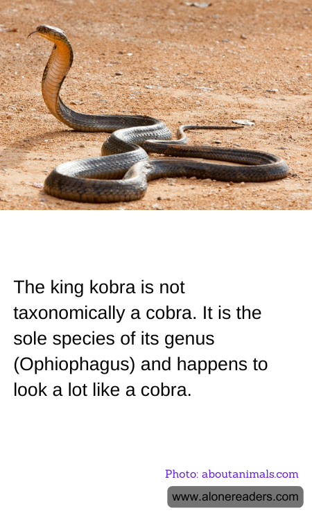 General Knowledge Learning Cards