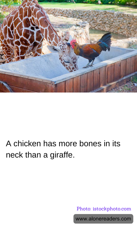 A chicken has more bones in its neck than a giraffe.