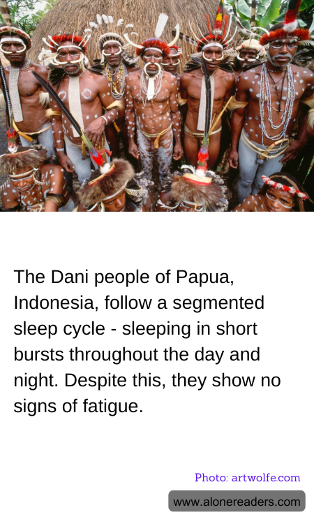 The Dani people of Papua, Indonesia, follow a segmented sleep cycle - sleeping in short bursts throughout the day and night. Despite this, they show no signs of fatigue.