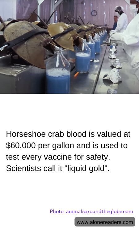 Horseshoe crab blood is valued at $60,000 per gallon and is used to test every vaccine for safety. Scientists call it "liquid gold".