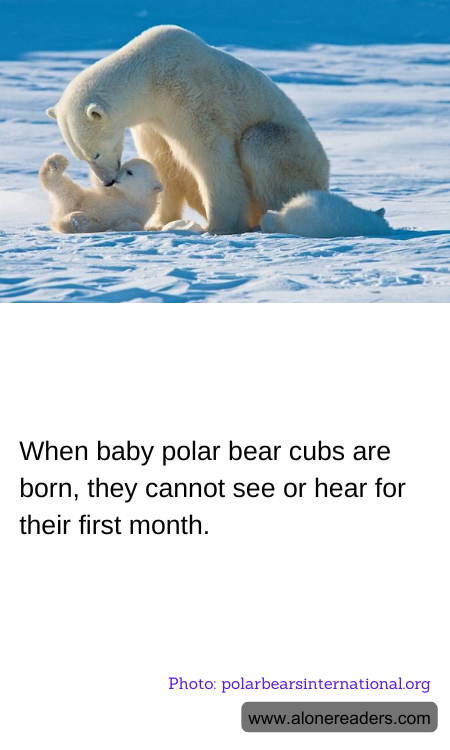 General Knowledge Learning Cards