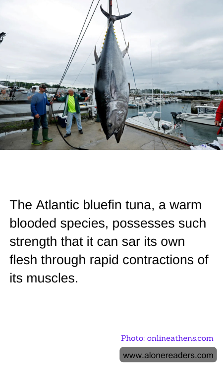 General Knowledge Learning Cards