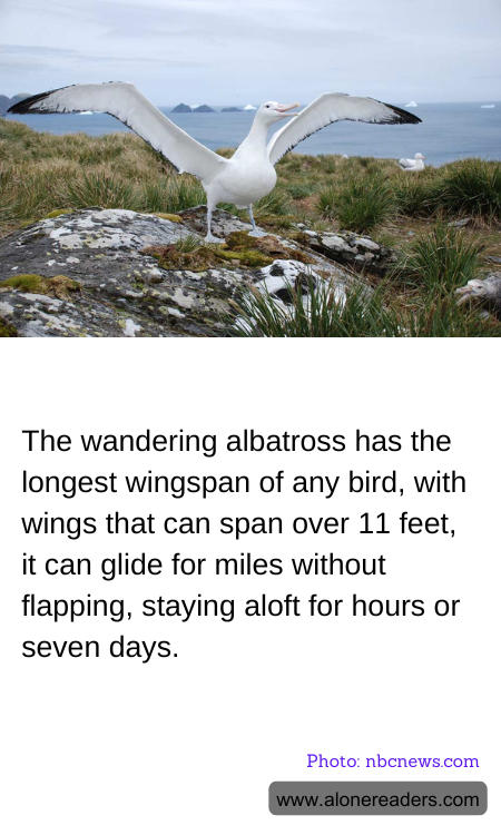 The wandering albatross has the longest wingspan of any bird, with wings that can span over 11 feet, it can glide for miles without flapping, staying aloft for hours or seven days.