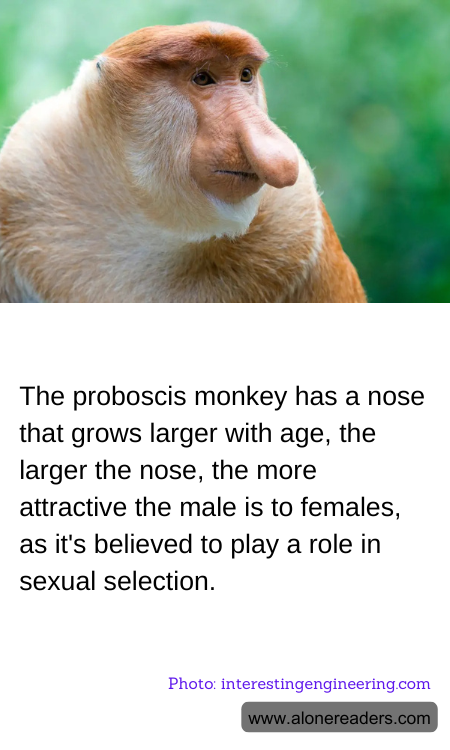 The proboscis monkey has a nose that grows larger with age, the larger the nose, the more attractive the male is to females, as it's believed to play a role in sexual selection.